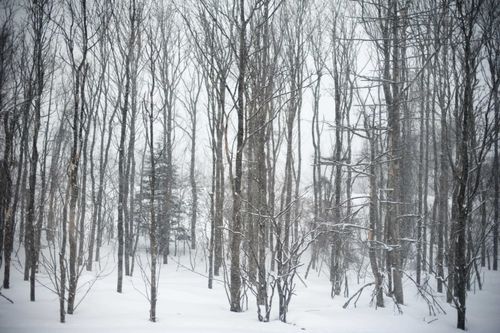 10 Isaax Fox Dr, Campton, NH, 03223-5233 | Card Image
