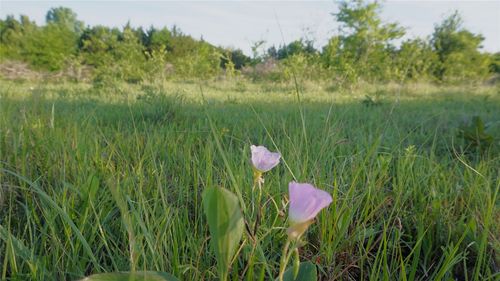 TBD Lot 3-4 Adams Road, Sherman, TX, 75090 | Card Image