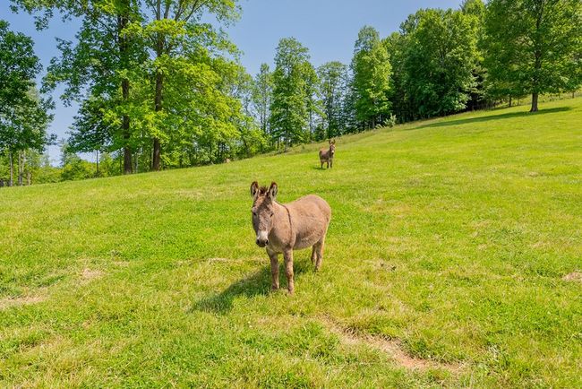 688 Gibson Knob Rd, Home with 0 bedrooms, 0 bathrooms and null parking in Laurel Fork VA | Image 50