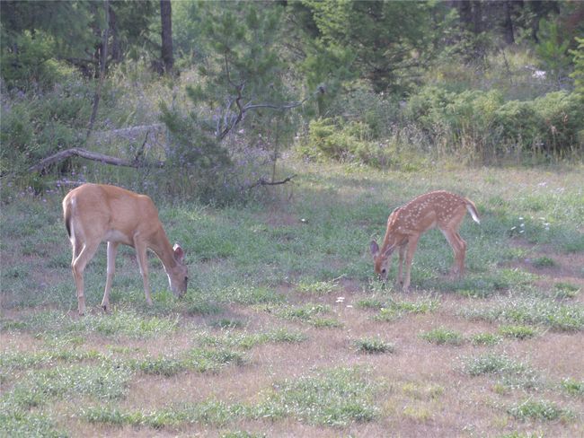 Wildlife right out back | Image 18
