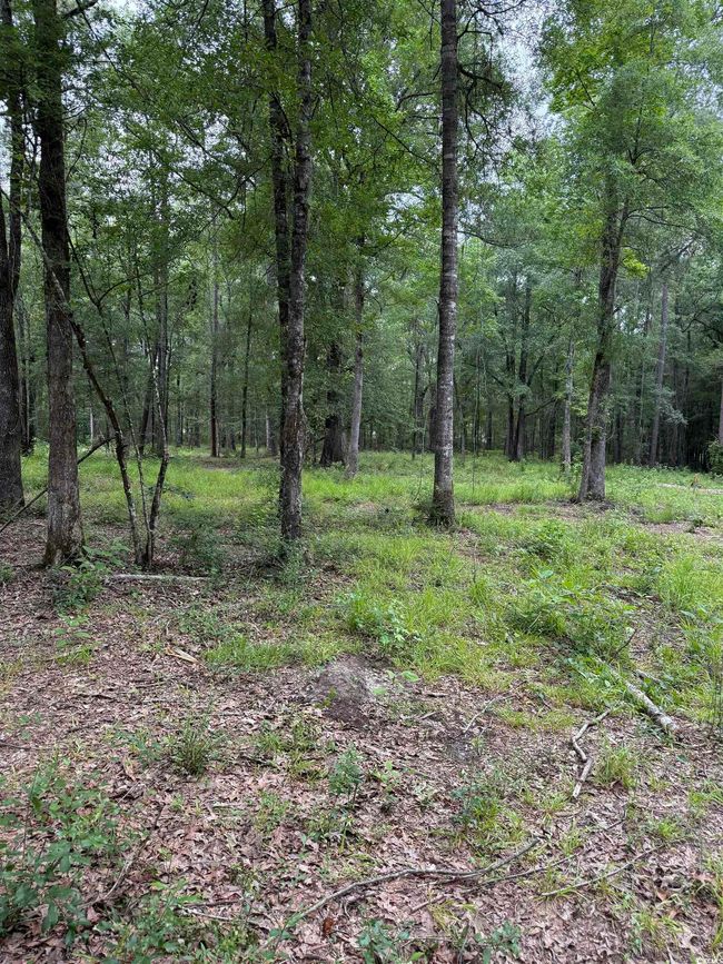 View of woods | Image 4