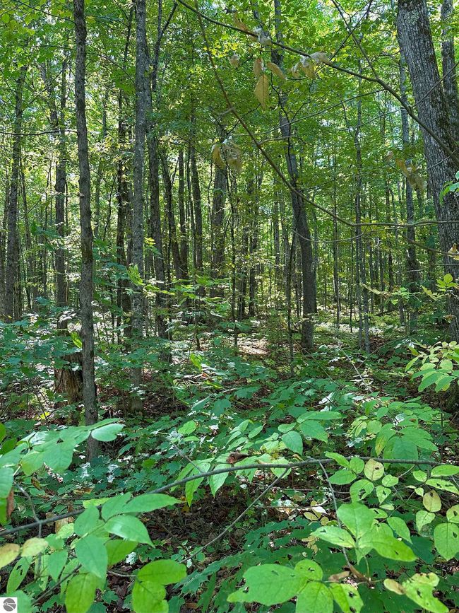 9591 Tower Rd Ne, House other with 1 bedrooms, 1 bathrooms and null parking in Kalkaska MI | Image 22