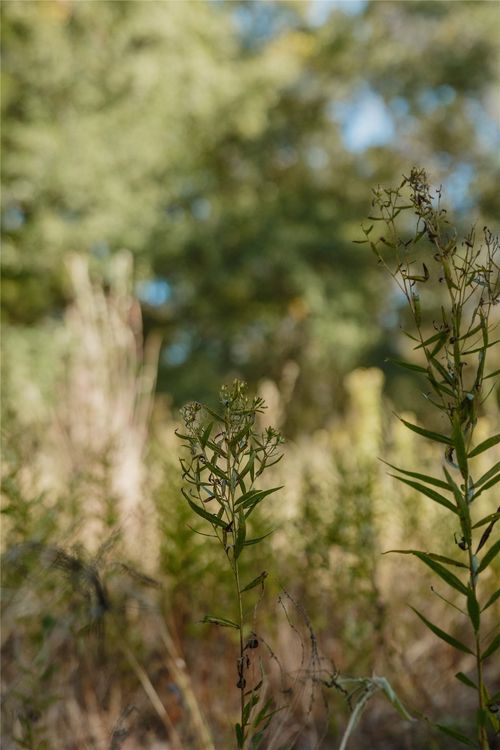 Lot 16 Private Road 5948, Yantis, TX, 75497 | Card Image