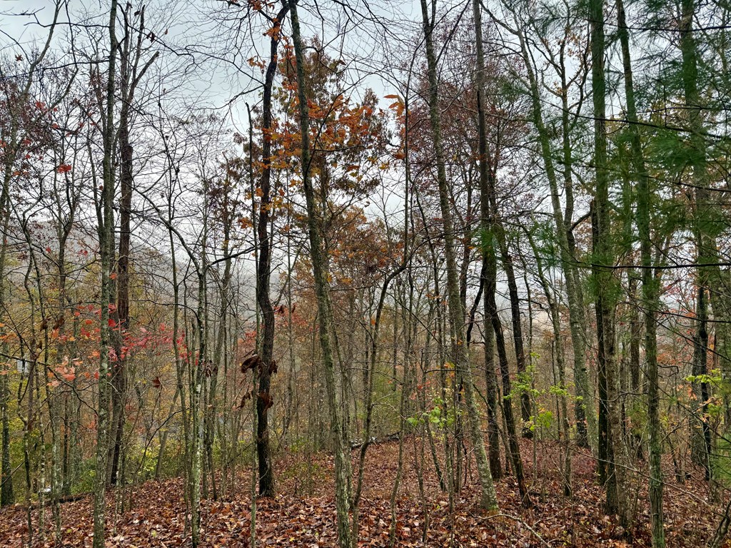 Land in Franklin 5