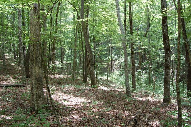 10 Laurel Brook Rd, Home with 0 bedrooms, 0 bathrooms and null parking in Dunlap TN | Image 12