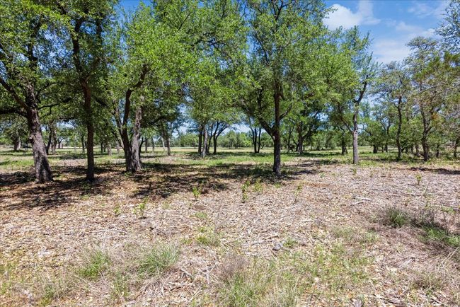 Gorgeous trees on the property | Image 5