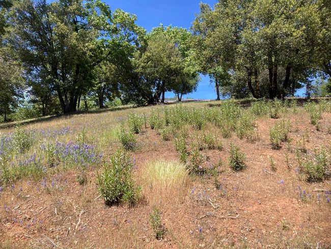 16688 Sonshine Ln, Home with 0 bedrooms, 0 bathrooms and null parking in Sutter Creek CA | Image 25
