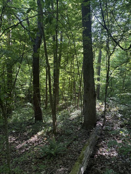 0 W Of Crigger Rd, Millington, TN, 38053 | Card Image