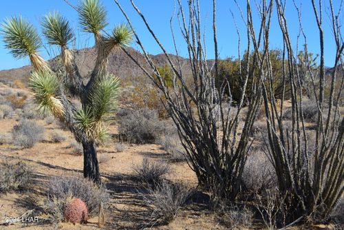 434 Cactus Wren, Yucca, AZ, 86438 | Card Image