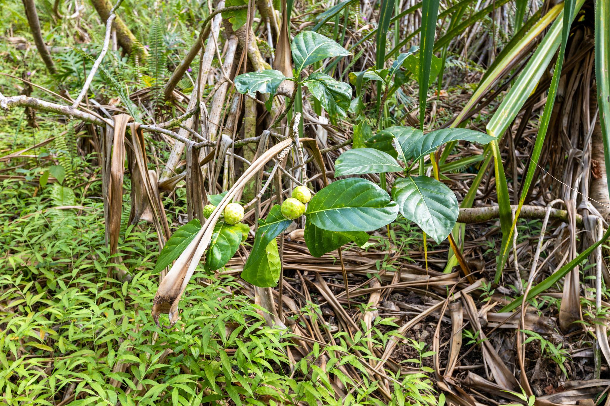 Land in Pahoa 4