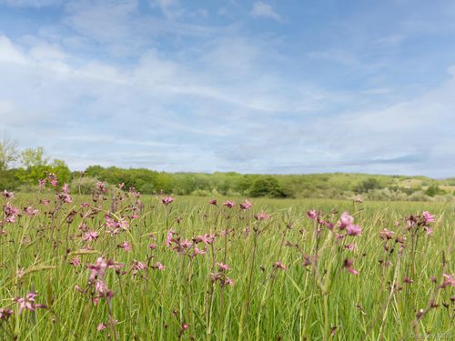 00 Beechwoods Road, Delaware, NY, 12723 | Card Image