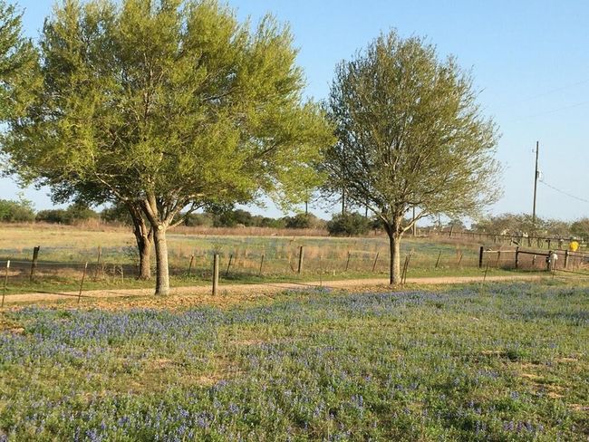 5848 Mieth Rd, Home with 0 bedrooms, 0 bathrooms and null parking in Sealy TX | Image 6