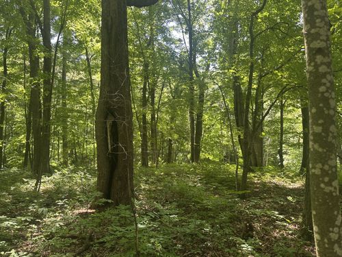 Lot 1 Becker Road, Elk Mound, WI, 54739 | Card Image
