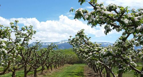 3376 C Rd, Palisade, CO, 81526-9534 | Card Image