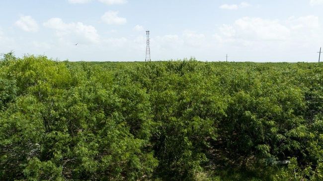 000 Old Gin Rd, Home with 0 bedrooms, 0 bathrooms and null parking in Bayside TX | Image 17