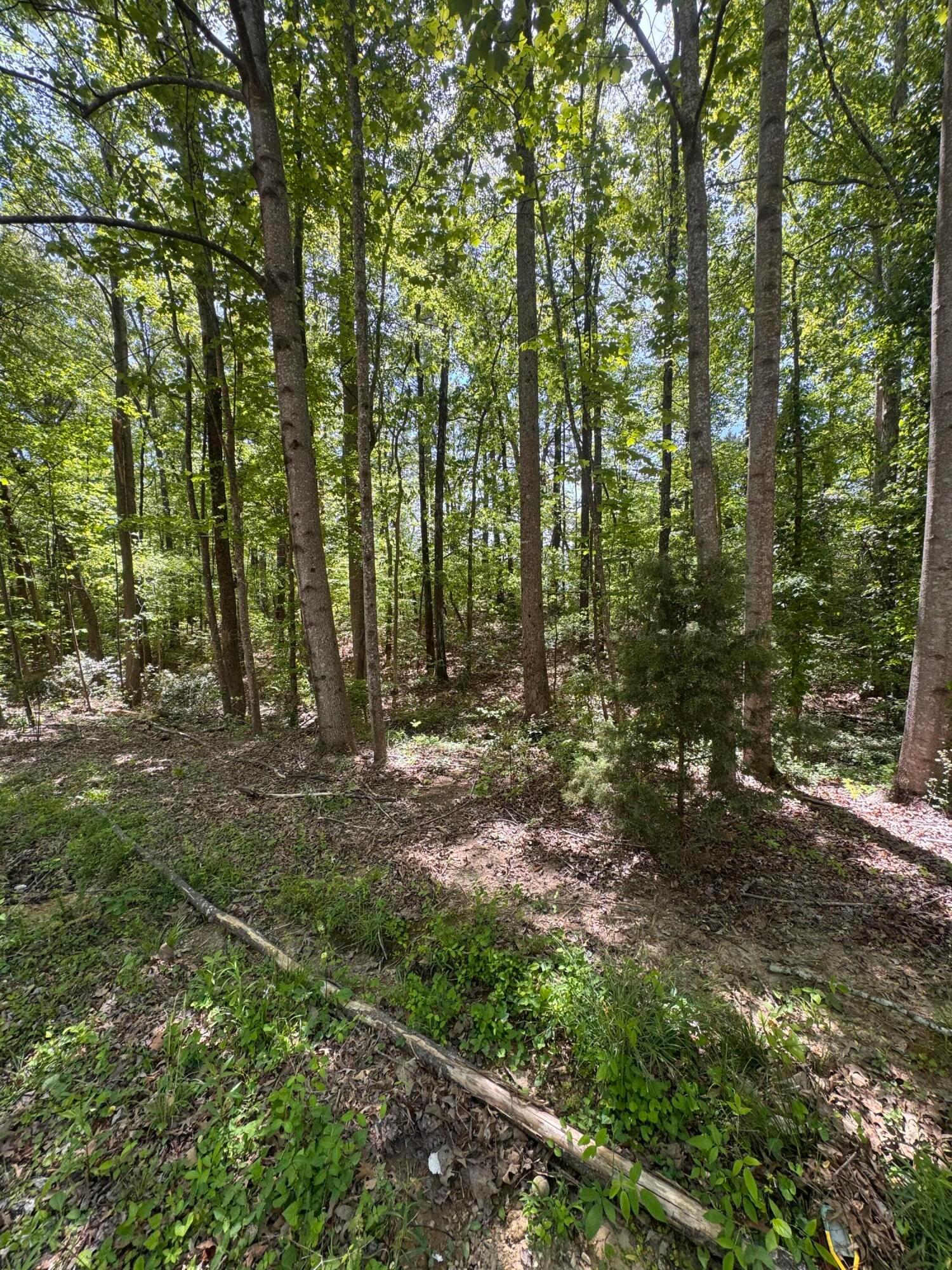 Land in Jasper 5