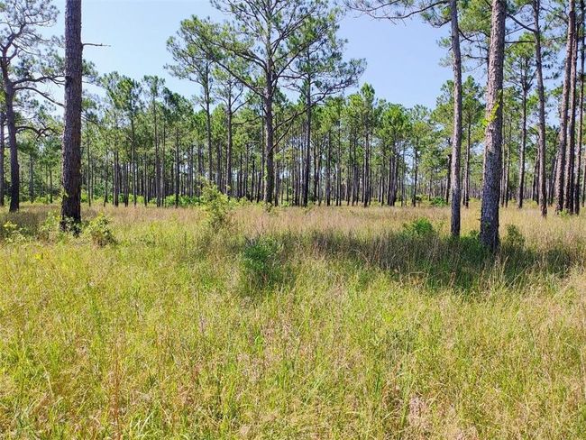 View of local wilderness | Image 12