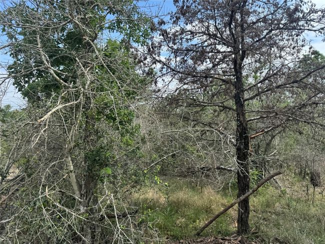 View of local wilderness | Image 6