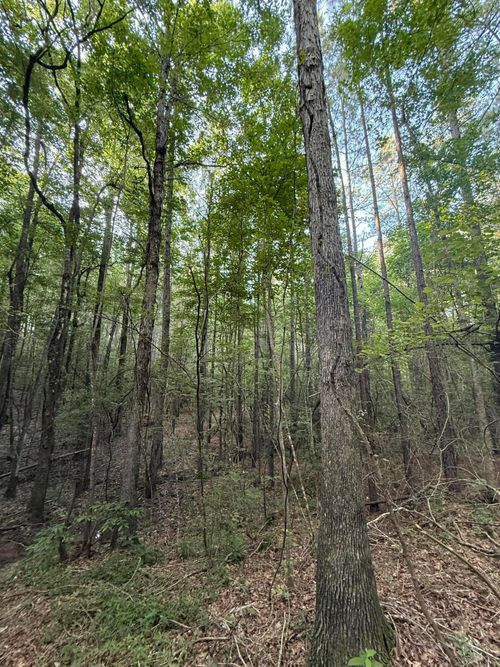 40 +/- Highway 35 S, Mount Olive, MS, 39119 | Card Image