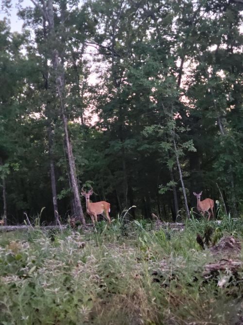 Tract 4 Private Drive 2336, Norwood, MO, 65717 | Card Image