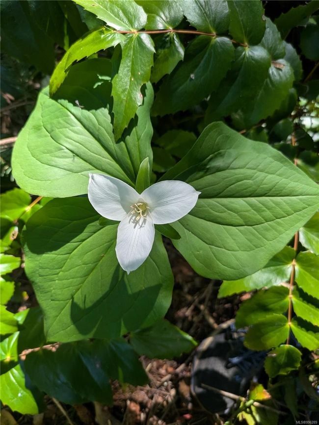 Trilliums and ferns on the lot | Image 9
