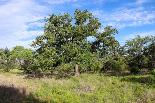 TBD Oak Ridge Tr, Kingsland, TX, 78639 | Card Image