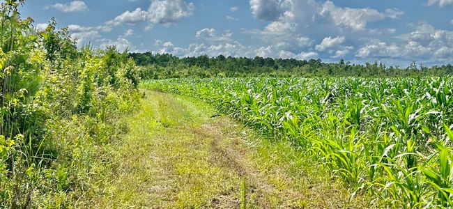 View of nature with farmland and rural landscape | Image 19