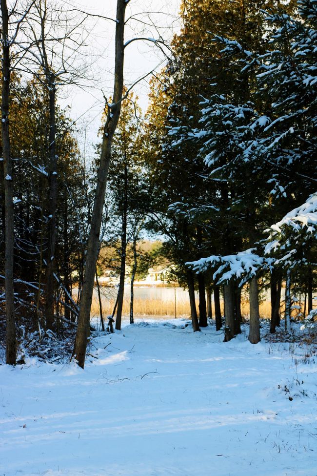17163 Spruce Cove Trl, Home with 0 bedrooms, 0 bathrooms and null parking in Gowen MI | Image 24