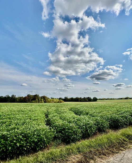 1120 Antioch Church Rd, Sharon Grove, KY, 42280-9471 | Card Image