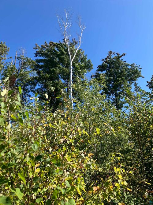 00003 Pine Flats Rd, Saxon, WI, 54546-9999 | Card Image