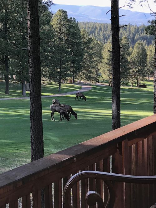 28 Tam Oshanter Ter, Angel Fire, NM, 87710-8267 | Card Image