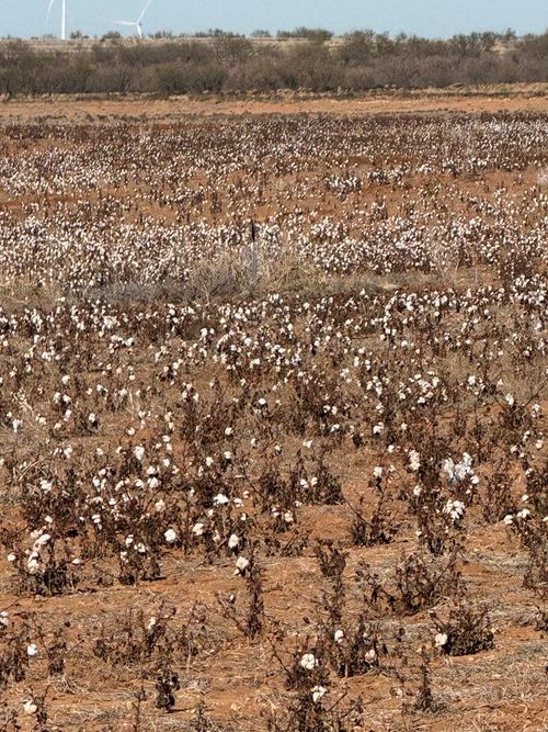 - County Road 4147, Hermleigh, TX, 79526 | Card Image