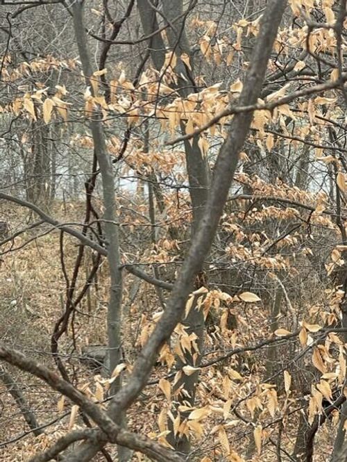 0 Wilson St, Coloma, MI, 49038 | Card Image