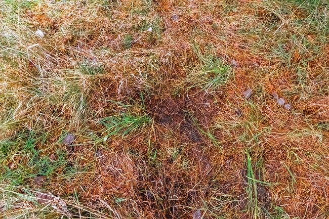 Deer Scrapes | Image 28