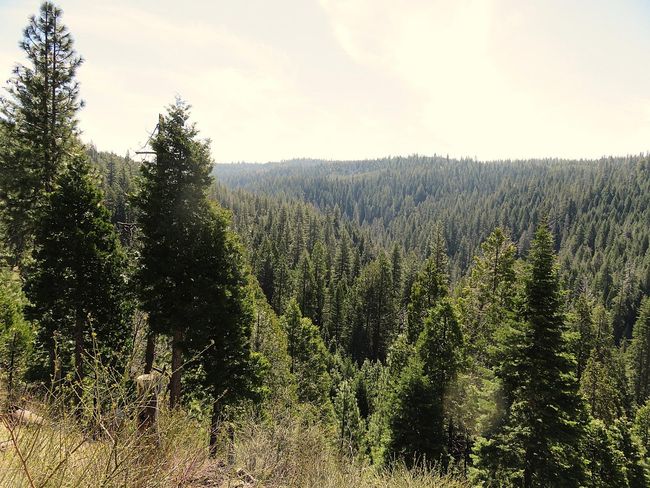 0 Forest Route 7 N42, House other with 1 bedrooms, 1 bathrooms and null parking in West Point CA | Image 23