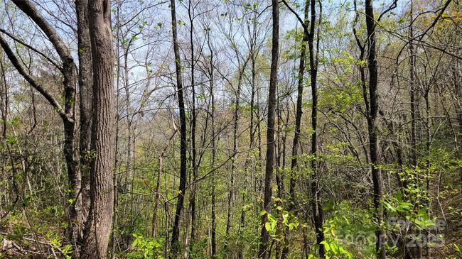 27 - 27 Lacy Fern Rdg, Home with 0 bedrooms, 0 bathrooms and null parking in Sylva NC | Image 7