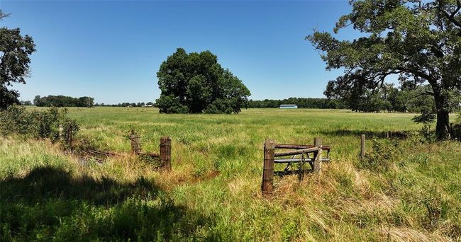 Beautiful Oak near front of property | Image 6