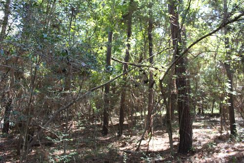 TBD Trinity Dr, Trinity, TX, 75862 | Card Image