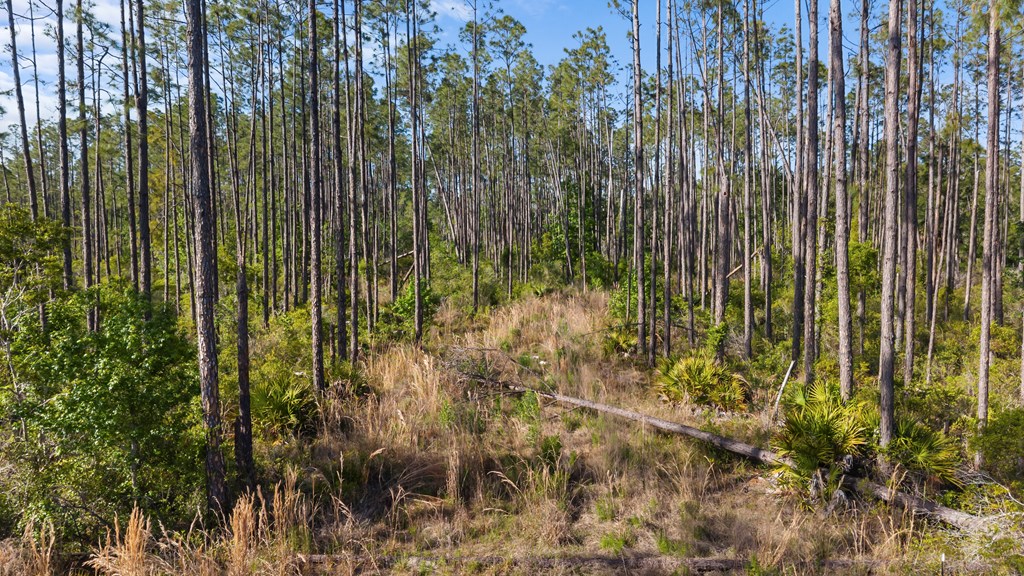 Land in Steinhatchee 3