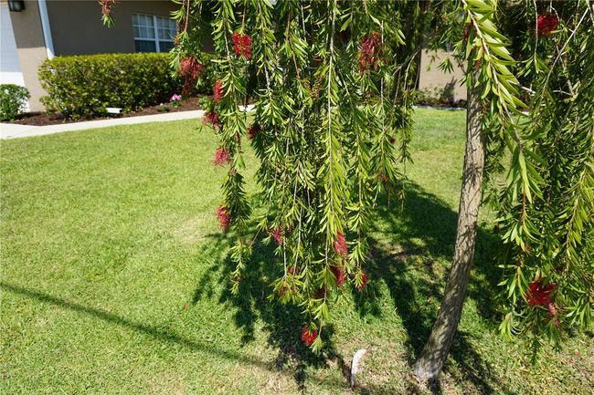 Beautiful blooming bottlebrush tree | Image 40