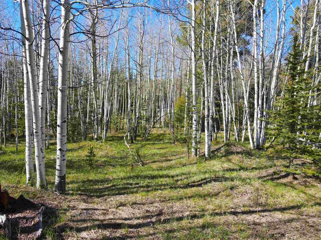 2 Acres Off Quail Ridge, Home with 0 bedrooms, 0 bathrooms and null parking in Angel Fire NM | Image 7