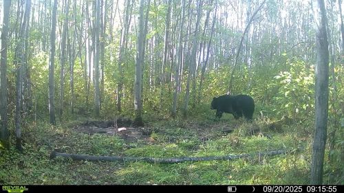 00004 Government Road, SANBORN, WI, 54546 | Card Image