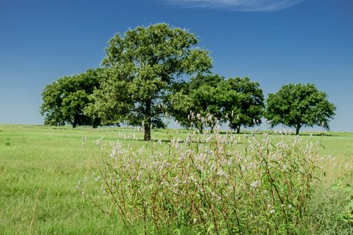 001 W Pleasant Valley Rd, Bowie, TX, 76230 | Card Image