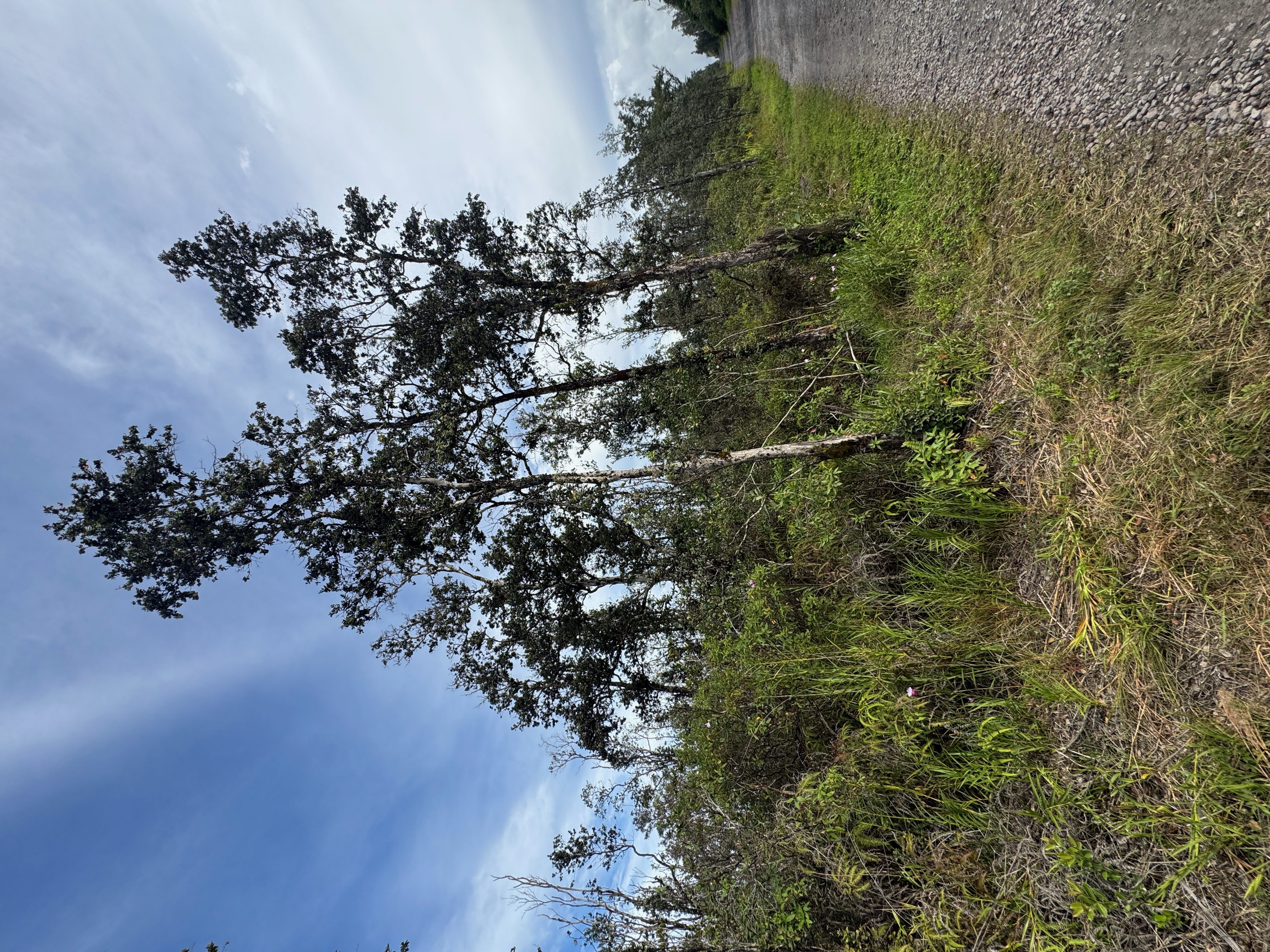 Land in Kurtistown