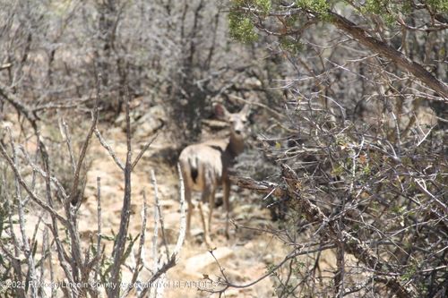 tbd Jicarilla Rd, Carrizozo, NM, 88301 | Card Image