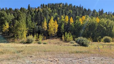 Mature aspens and pines | Image 2