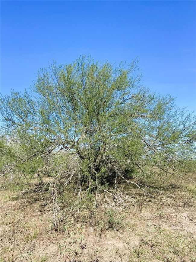 Image | Image 19