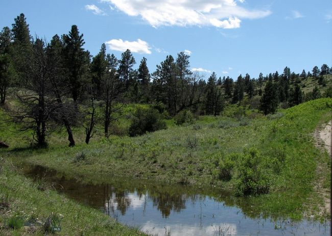 Full Seasonal Pond | Image 51