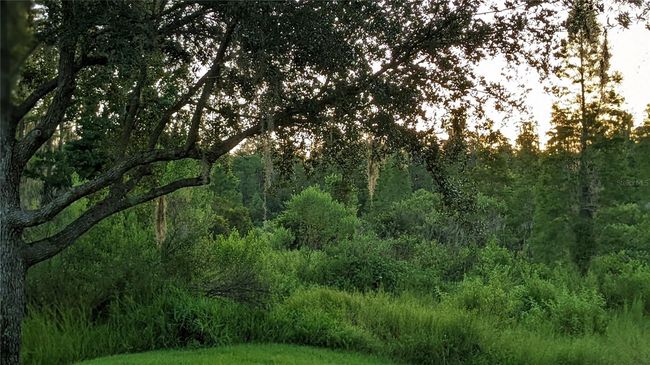 view from lanai | Image 5