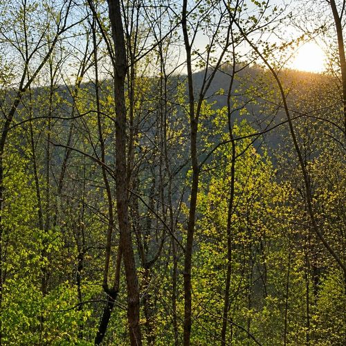 Lot 5 Heights Rdg, Cherry Log, GA, 30522-2064 | Card Image